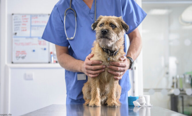 Hund wird beim Arzt auf Hepatitis untersucht.