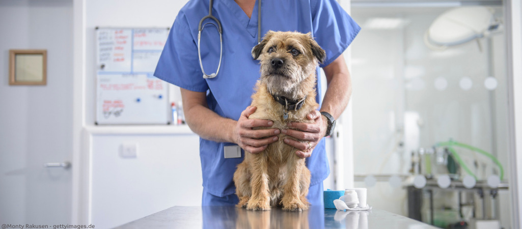 Hund wird beim Arzt auf Hepatitis untersucht.