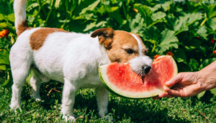 Hund isst Wassermelone.