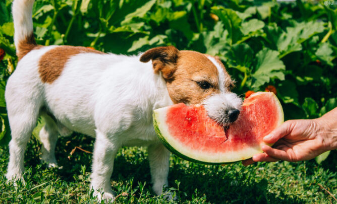 Hund isst Wassermelone.