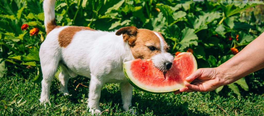 Hund isst Wassermelone.
