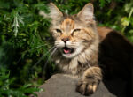 Eine Katze hechelt in der Sonne.