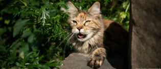 Eine Katze hechelt in der Sonne.