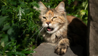 Eine Katze hechelt in der Sonne.