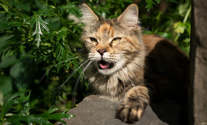 Eine Katze hechelt in der Sonne.