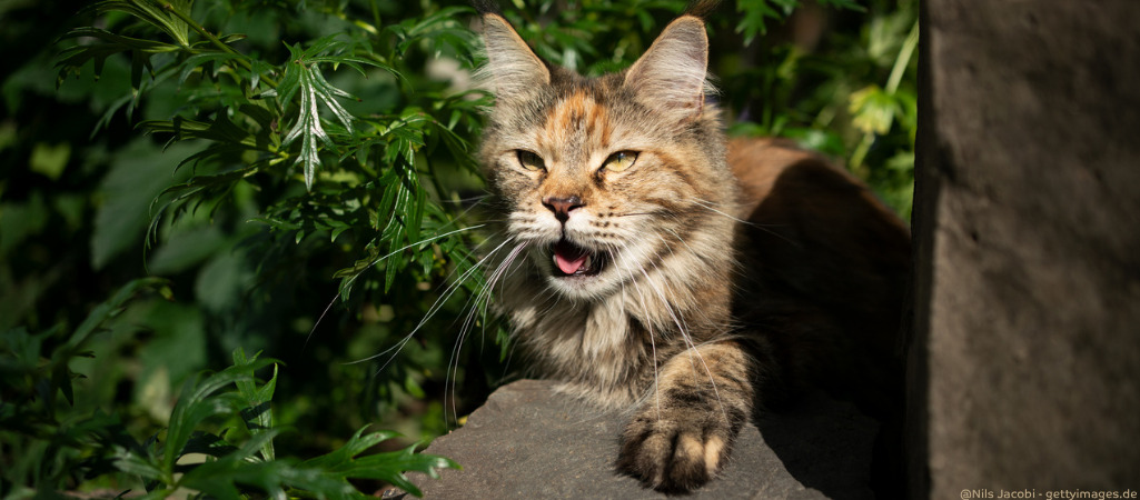 Eine Katze hechelt in der Sonne.
