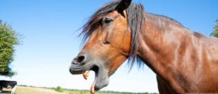 Pferd hat Maul geöffnet als würde es erbrechen.