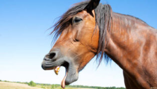 Pferd hat Maul geöffnet als würde es erbrechen.