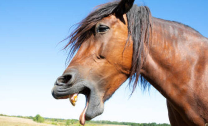 Pferd hat Maul geöffnet als würde es erbrechen.