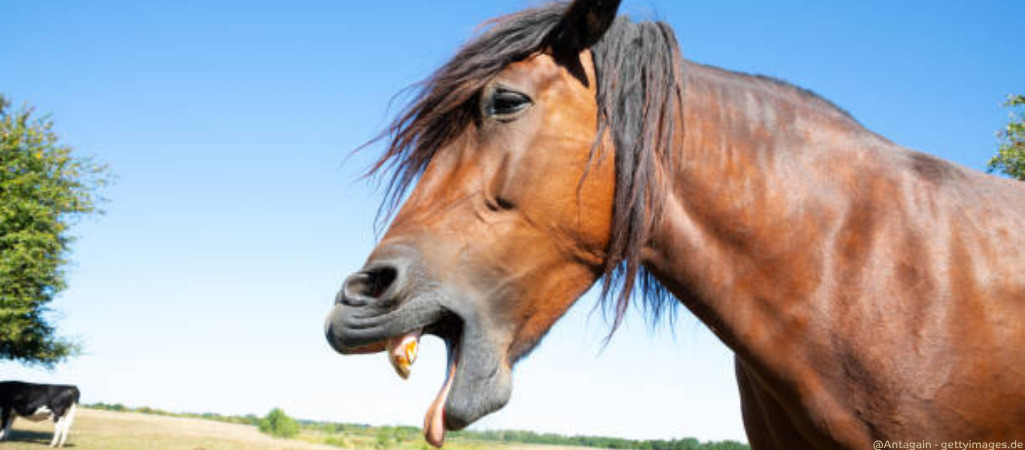 Pferd hat Maul geöffnet als würde es erbrechen.
