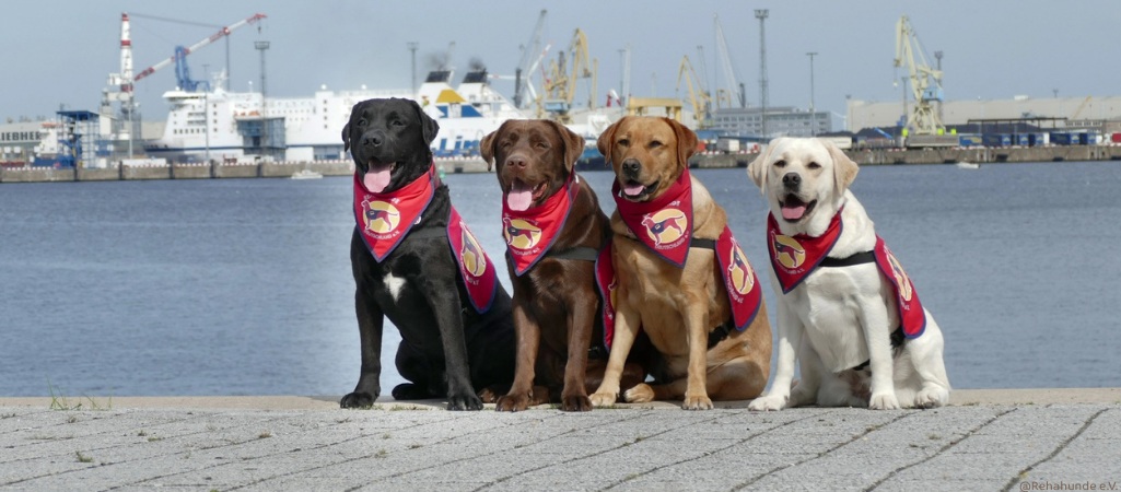 Hunde des Rehahunde e.V. am Hamburger Hafen.