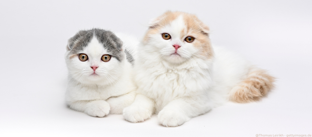 Zwei Scottish Fold Katzen.