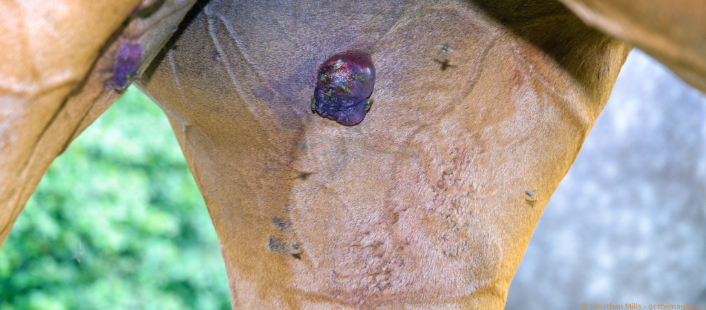 Nahaufnahme von einem Tumor beim Pferd.