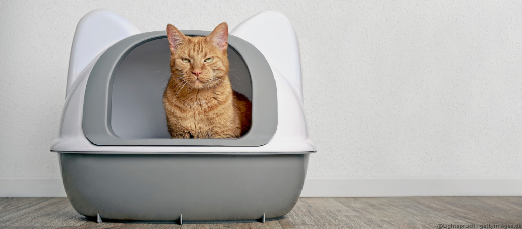 Katze mit Verstopfung im Katzenklo.