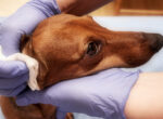 Ohruntersuchung beim Hund, um das Vestibularsyndrom zu diagnostizieren.