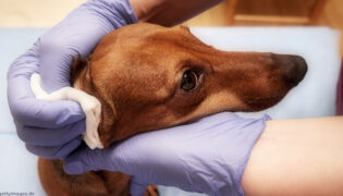 Ohruntersuchung beim Hund, um das Vestibularsyndrom zu diagnostizieren.
