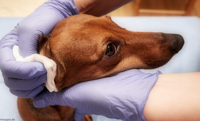 Ohruntersuchung beim Hund, um das Vestibularsyndrom zu diagnostizieren.