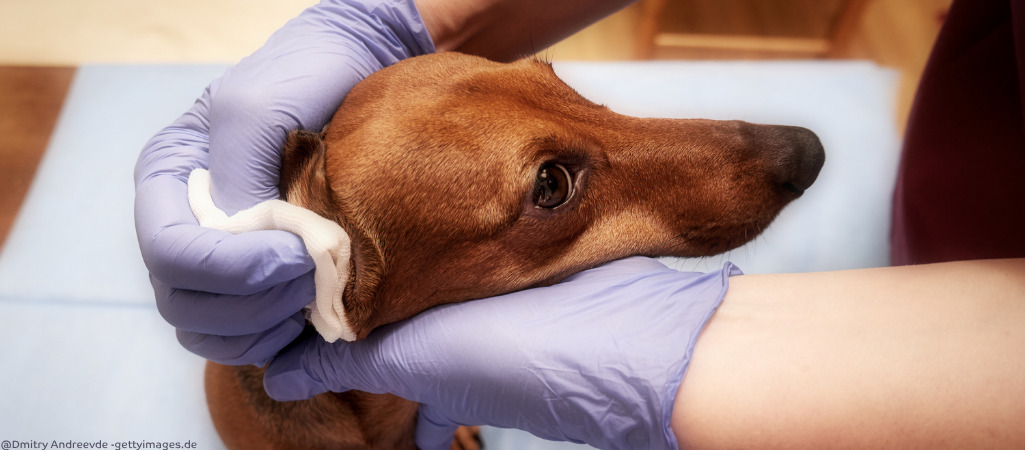 Ohruntersuchung beim Hund, um das Vestibularsyndrom zu diagnostizieren.