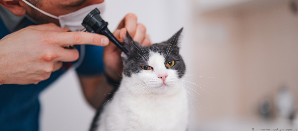 Katze wird auf Ohrmilben untersucht.
