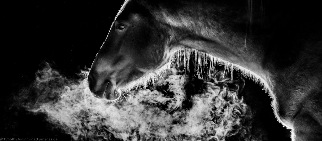 Pferd leidet an COOPD bzw. Equines Asthma.
