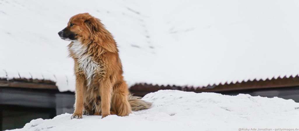 Hund zittert im Schnee.