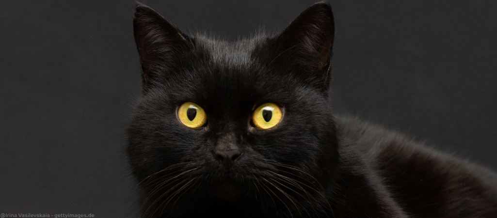 Schwarze Katze starrt dich an.