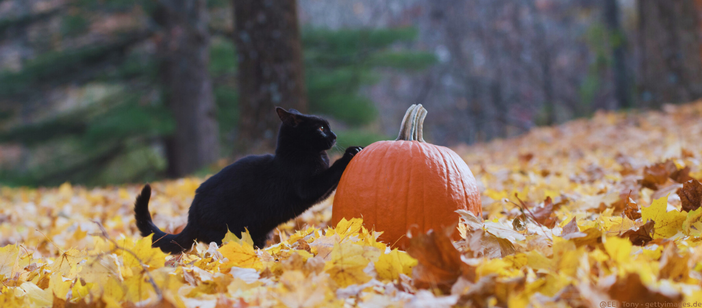 Katzen spielt mit Kürbis.