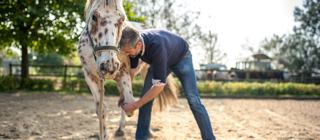Arzt untersucht Pferd auf Lahmheit.