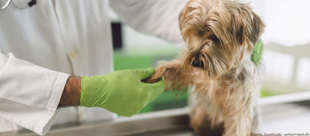 Hund wird auf das Überköten untersucht.