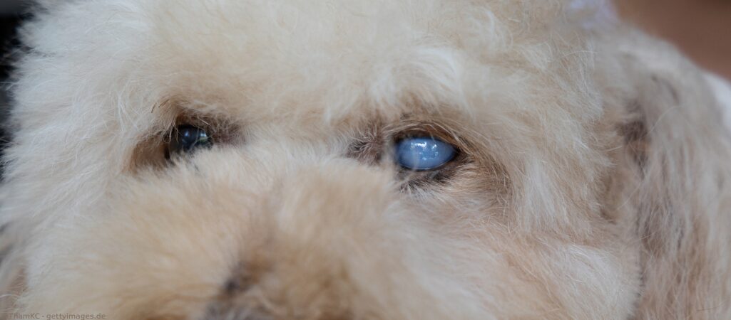 Hund mit Grauer Star.