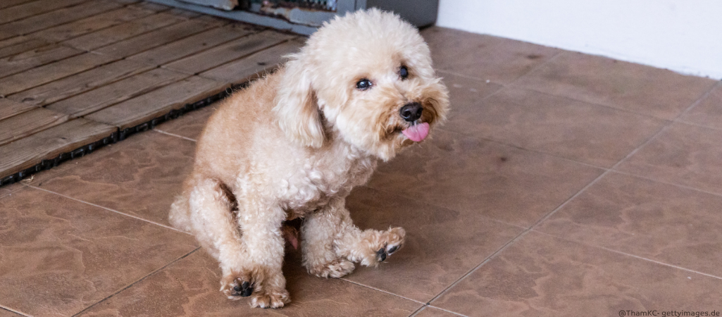 Hund zieht Hintern über den Boden.