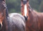 Zwei Pferde im Regen.