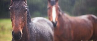 Zwei Pferde im Regen.