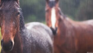 Zwei Pferde im Regen.