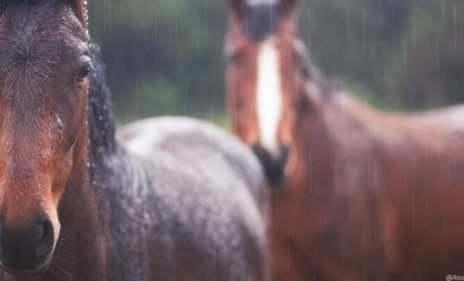 Zwei Pferde im Regen.