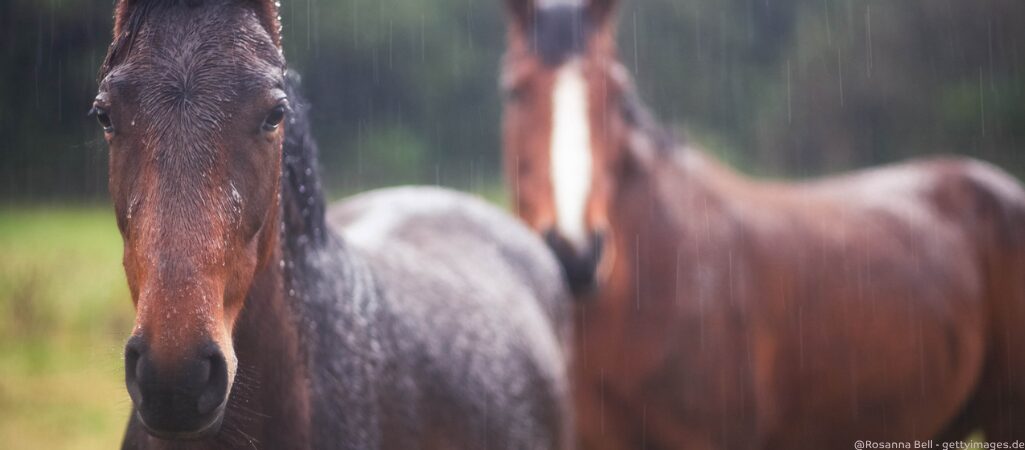 Zwei Pferde im Regen.