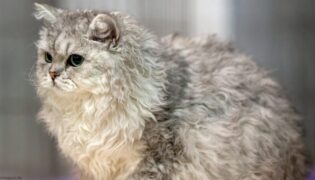 Eine Selkrik Rex Katze.