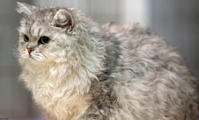 Eine Selkrik Rex Katze.