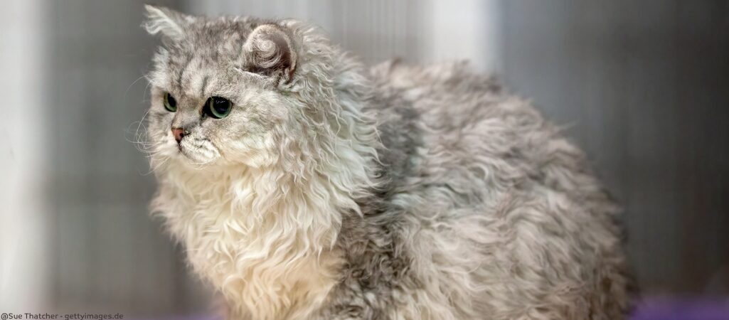 Eine Selkrik Rex Katze.