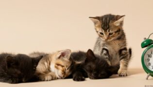 Kitten neben einem Wecker.