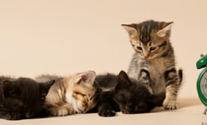 Kitten neben einem Wecker.