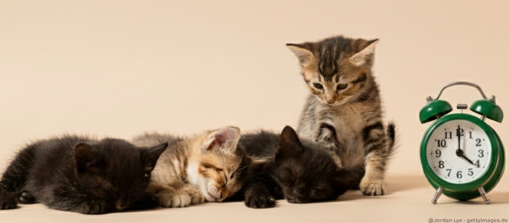 Kitten neben einem Wecker.