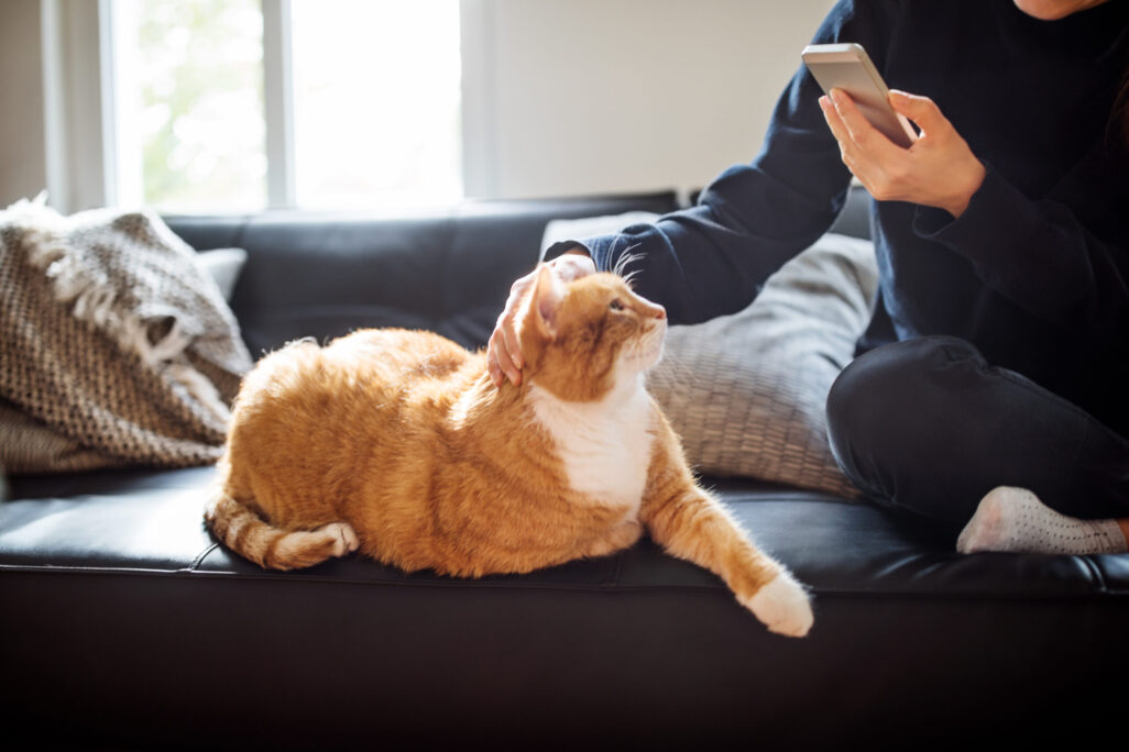 Person streichelt eine orange-weiße Katze auf einem Sofa und hält dabei ein Smartphone in der Hand.