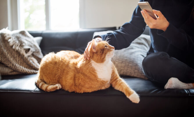 Person streichelt eine orange-weiße Katze auf einem Sofa und hält dabei ein Smartphone in der Hand.
