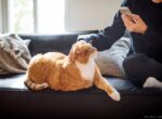 Person streichelt eine orange-weiße Katze auf einem Sofa und hält dabei ein Smartphone in der Hand.