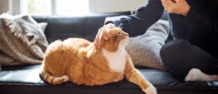 Person streichelt eine orange-weiße Katze auf einem Sofa und hält dabei ein Smartphone in der Hand.
