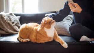 Person streichelt eine orange-weiße Katze auf einem Sofa und hält dabei ein Smartphone in der Hand.