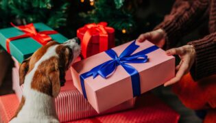 Ein Terrier bekommt ein rosa verpacktes Geschenk mit einer blauen Schleife.