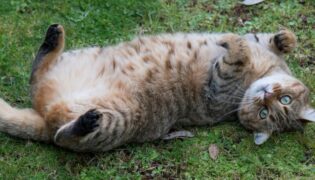 Rolligkeit bei Katzen.