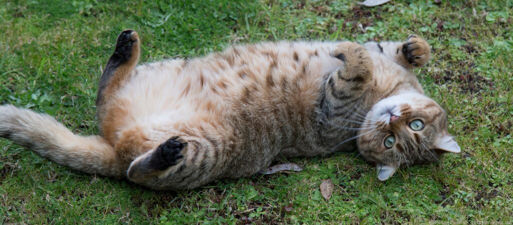 Rolligkeit bei Katzen.